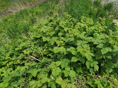 Rubus × idaeoides