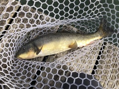 Catostomus macrocheilus