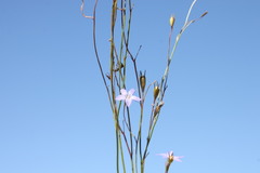 Wahlenbergia capillaris
