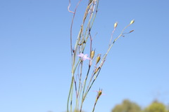Wahlenbergia capillaris