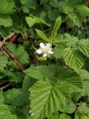 Rubus × idaeoides
