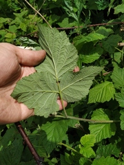 Rubus × idaeoides