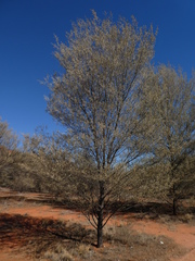 Acacia aneura