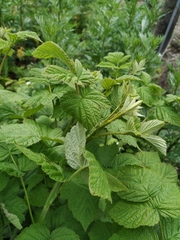 Rubus × idaeoides