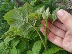 Rubus × idaeoides