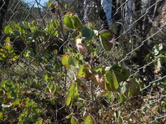 Gossypium sturtianum
