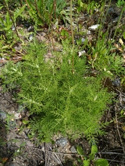 Achillea nobilis