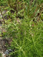 Achillea nobilis