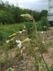 Silene latifolia alba