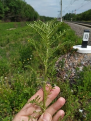 Achillea nobilis