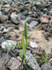 Phleum paniculatum