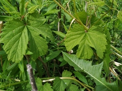 Humulus lupulus