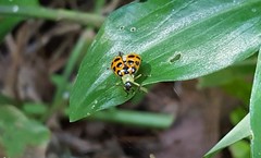 Diabrotica limitata