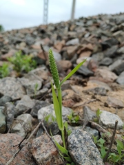 Phleum paniculatum