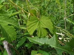 Humulus lupulus