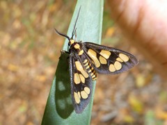 Eressa geographica