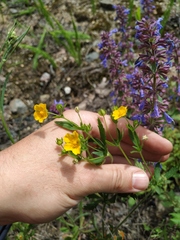 Potentilla thuringiaca
