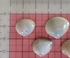 Laevicardium substriatum