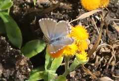 Theclinesthes serpentata