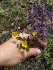 Potentilla thuringiaca