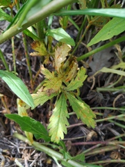 Potentilla thuringiaca
