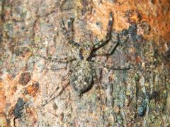 Spartaeus zhangi