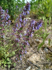 Dracocephalum nutans