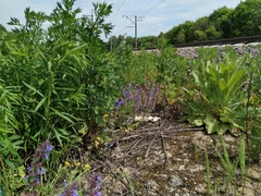 Dracocephalum nutans