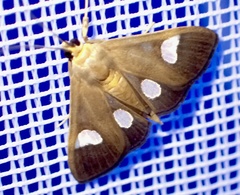 Ulopeza flavicepsalis