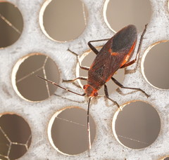 Leptocoris mitellatus