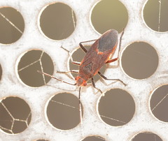 Leptocoris mitellatus