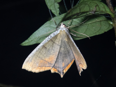 Thinopteryx nebulosa