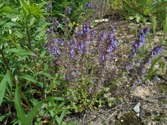 Dracocephalum nutans