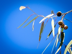 Eucalyptus caesia