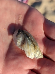 Saccostrea glomerata