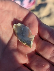 Saccostrea glomerata