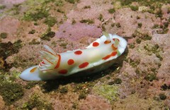 Goniobranchus tasmaniensis
