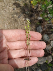 Lepidium densiflorum