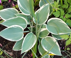 Hosta