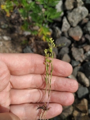 Lepidium densiflorum