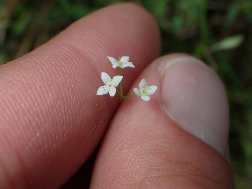 Image of Galium propinquum by (c) Paul Bell-Butler, some rights reserved (CC BY)