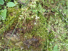 Galium propinquum