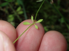 Galium propinquum