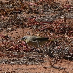 Ptilotula keartlandi