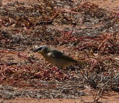 Ptilotula keartlandi