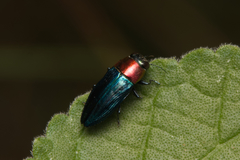 Melobasis cyaneipennis