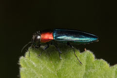 Melobasis cyaneipennis