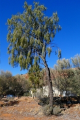 Acacia estrophiolata