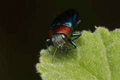 Melobasis cyaneipennis