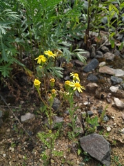 Senecio vernalis
